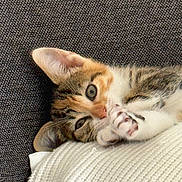 Ambre a rejoint le concours — aidez-le/la à gagner de superbes lots ! kitten, cat, tabby, paw, couch, blanket, knitted, texture, indoor, resting, cute, fur, whiskers, closeup, pet, relaxed, sleepy, animal, small, curious