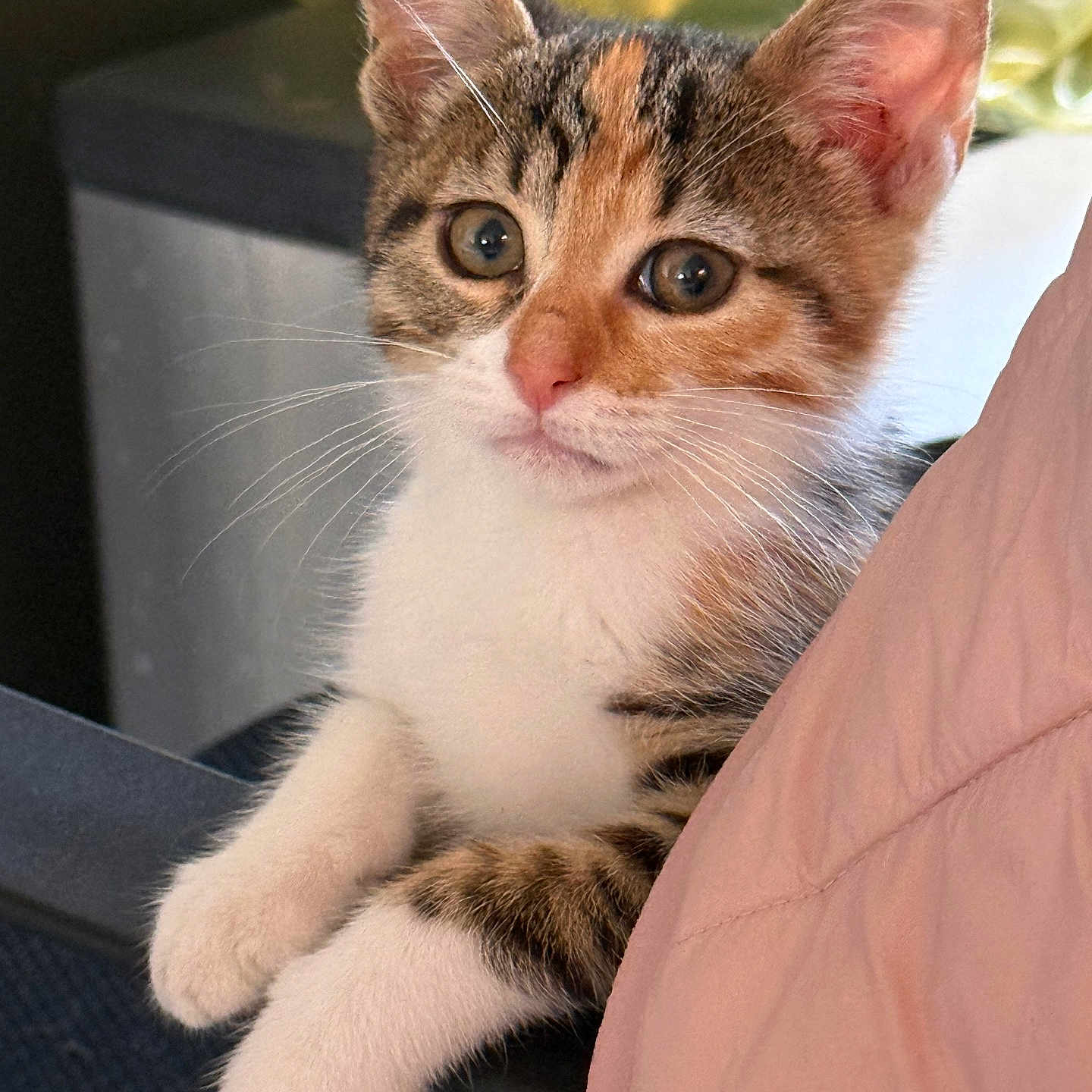 Ambre a rejoint le concours — aidez-le/la à gagner de superbes lots ! adorable, animal, brown, cat, closeup, curious, cute, feline, fur, indoor, kitten, paws, pet, portrait, resting, soft, tabby, whiskers, white, young