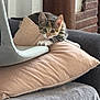Ambre a rejoint le concours — aidez-le/la à gagner de superbes lots ! kitten, cat, pillow, couch, indoor, curious, pet, animal, feline, resting, cozy, soft_furniture, brick_wall, ears, whiskers, cute, small, tabby, striped, young