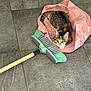 Ambre a rejoint le concours — aidez-le/la à gagner de superbes lots ! animal, broom, cat, curious, cute, domestic, floor, fur, household, indoor, kitten, looking, paws, pet, pink_bag, playful, tabby, tile, whiskers, young