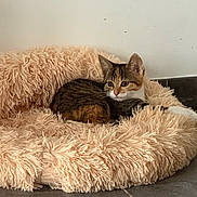 Ambre participe au concours pour gagner de l'argent avec cette photo : animal, beige, cat, cozy, cute, domestic_animal, ears, feline, floor, fluffy, fur, home, indoor, looking, pet_bed, relaxed, resting, tabby_cat, tile_floor, whiskers