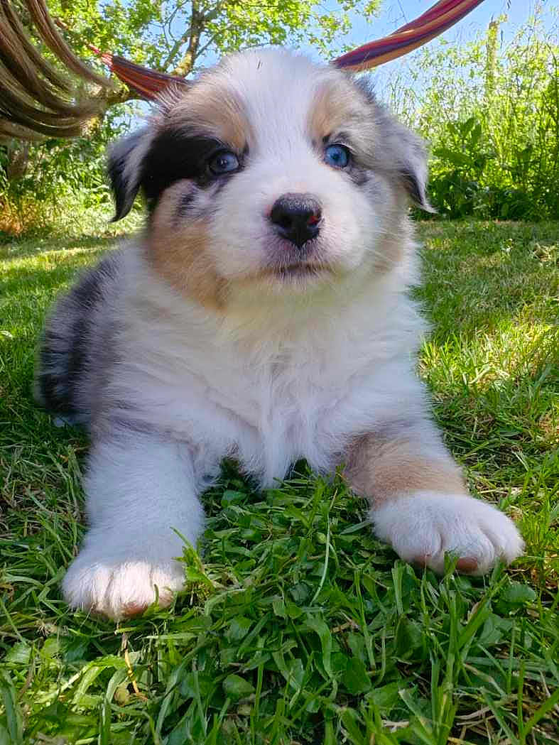 Aíro a rejoint le concours — aidez-le/la à gagner de superbes lots ! adorable, animal, blue_eyes, closeup, cute, dog, fluffy, fur, garden, grass, greenery, hammock, nature, outdoor, pet, playful, puppy, relaxing, sunlight, young