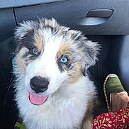 Aíro participe au concours pour gagner de l'argent avec cette photo : animal, blue_eyes, car_floor, car_interior, close_up, cute, dog, domestic_animal, fabric, fluffy, footwear, furry, happy, pet, puppy, red_pattern, sitting, slipper, tongue_out, young_dog