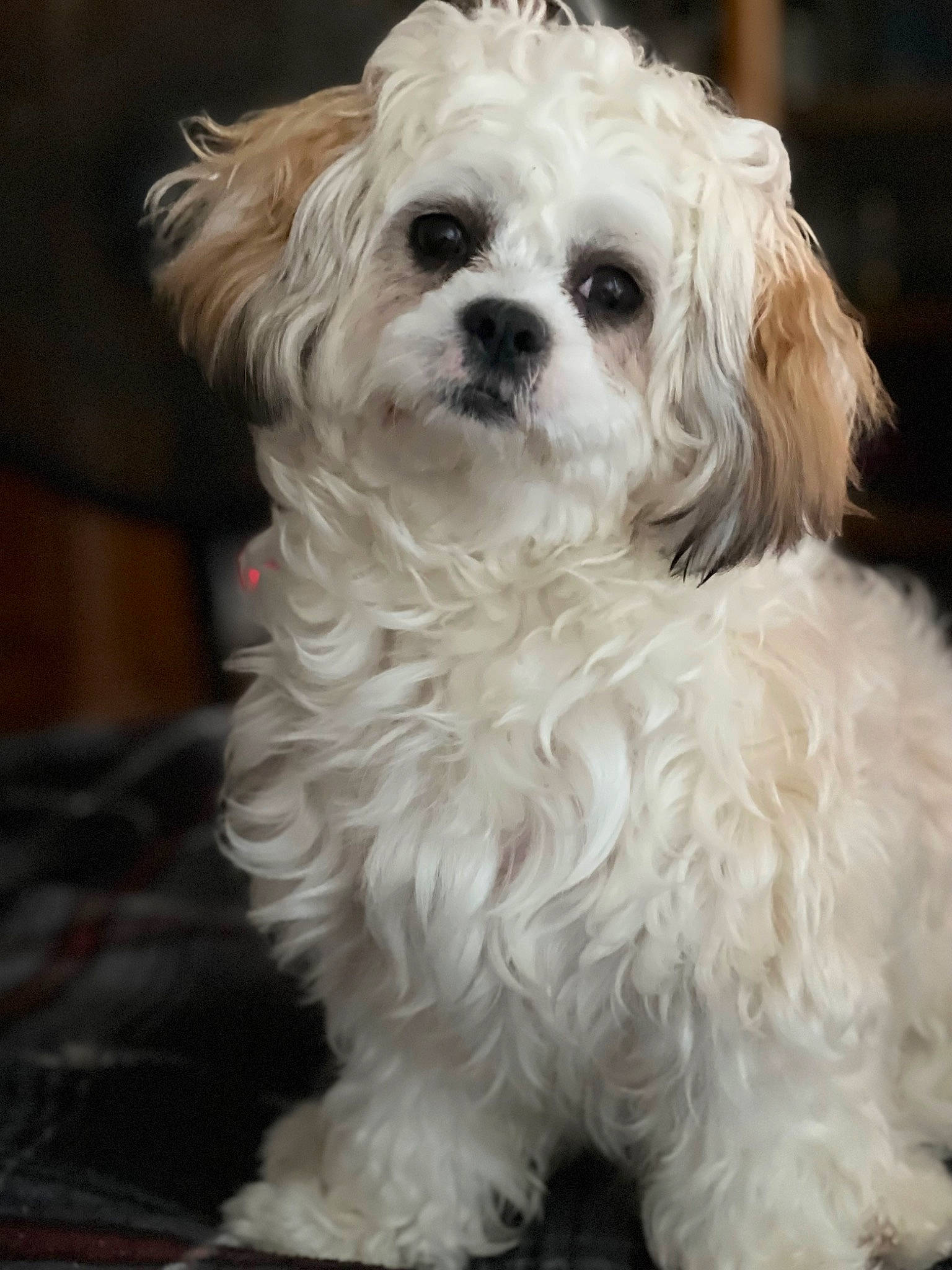 Bailey joined the competition — help win amazing prizes! canidae, carnivore, companion_dog, dog, dog_breed, dog_supply, eye, fur, mal_shi, maltepoo, non_sporting_group, plant, small_terrier, snout, sporting_group, terrier, toy_dog, water_dog, working_animal, yorkipoo