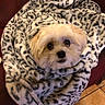 Toby joined the competition — help win amazing prizes! dog, blanket, leopard_print, cozy, fur, pet, indoor, cute, fur_face, wrapped, looking_up, brown_eyes, soft, comfort, home, floor_tiles, relaxed, small_dog, wrapped_up, snuggled