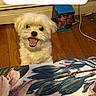 dog, smiling, indoor, wooden_floor, fluffy, pet, happy, small_dog, floor, tablecloth, pattern, box, cord, wall, home, cute, animal, looking_up, background, text_overlay