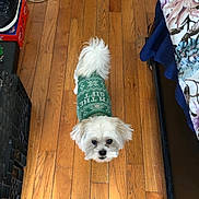 Toby joined the competition — help win amazing prizes! dog, small_dog, white_dog, sweater, green_sweater, wooden_floor, indoor, pet, looking_up, flooring, shoe, bedspread, floral_pattern, crate, cord, curious, animal, domestic, household, cute