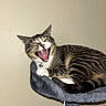 Anakin joined the competition — help win amazing prizes! cat, tabby, pet, animal, feline, indoor, perch, gray, striped, muzzle, whiskers, claws, teeth, yawning, relaxed, cute, domestic, fur, ears, tongue