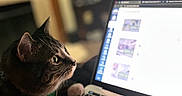 Anakin joined the competition — help win amazing prizes! cat, tabby_cat, laptop, keyboard, indoor, technology, pet, animal, curious, focused, computer, screen, paw, feline, cute, domestic, home, soft_light, blurred_background, close_up