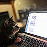 cat, tabby_cat, laptop, keyboard, indoor, technology, pet, animal, curious, focused, computer, screen, paw, feline, cute, domestic, home, soft_light, blurred_background, close_up