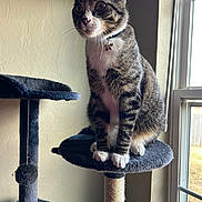 Anakin joined the competition — help win amazing prizes! cat, tabby, pet, indoor, cat_tree, window, natural_light, curious, feline, collar, star_tag, paw, fur, whiskers, perched, home, animal, domestic, relaxed, soft_texture
