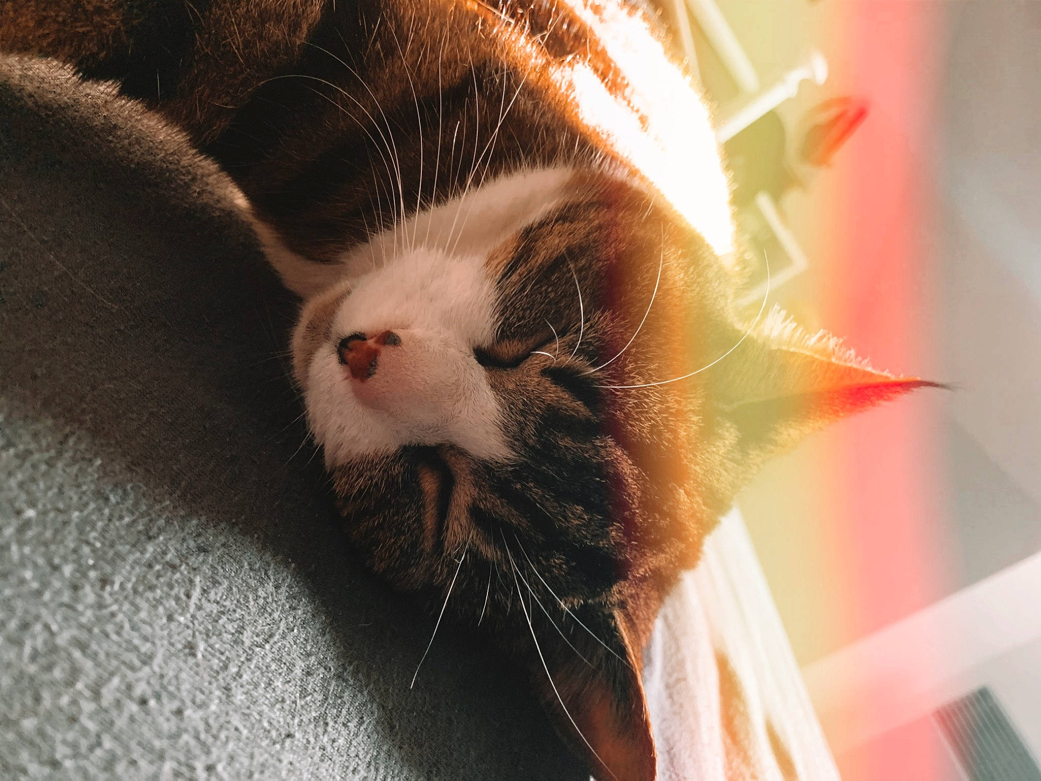 Gribouille a rejoint le concours — aidez-le/la à gagner de superbes lots ! carnivore, cat, close_up, ear, eye, fawn, felidae, fur, norwegian_forest_cat, nose, small_to_medium_sized_cats, snout, whiskers