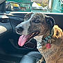 dog, brindle, tongue_out, collar, car_interior, seat, sunlight, window, side_mirror, tags, pet, happy, canine, animal, vehicle, leather_seat, daylight, closeup, portrait, domestic_animal
