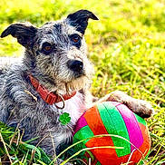 Natsu a rejoint le concours — aidez-le/la à gagner de superbes lots ! animal, ball, canine, close_up, collar, colorful_ball, cute, dog, four_leaf_clover_tag, furry, grass, nature, outdoor, paw, pet, playful, relaxed, scruffy_dog, summer, sunlight
