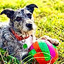 animal, ball, canine, close_up, collar, colorful_ball, cute, dog, four_leaf_clover_tag, furry, grass, nature, outdoor, paw, pet, playful, relaxed, scruffy_dog, summer, sunlight