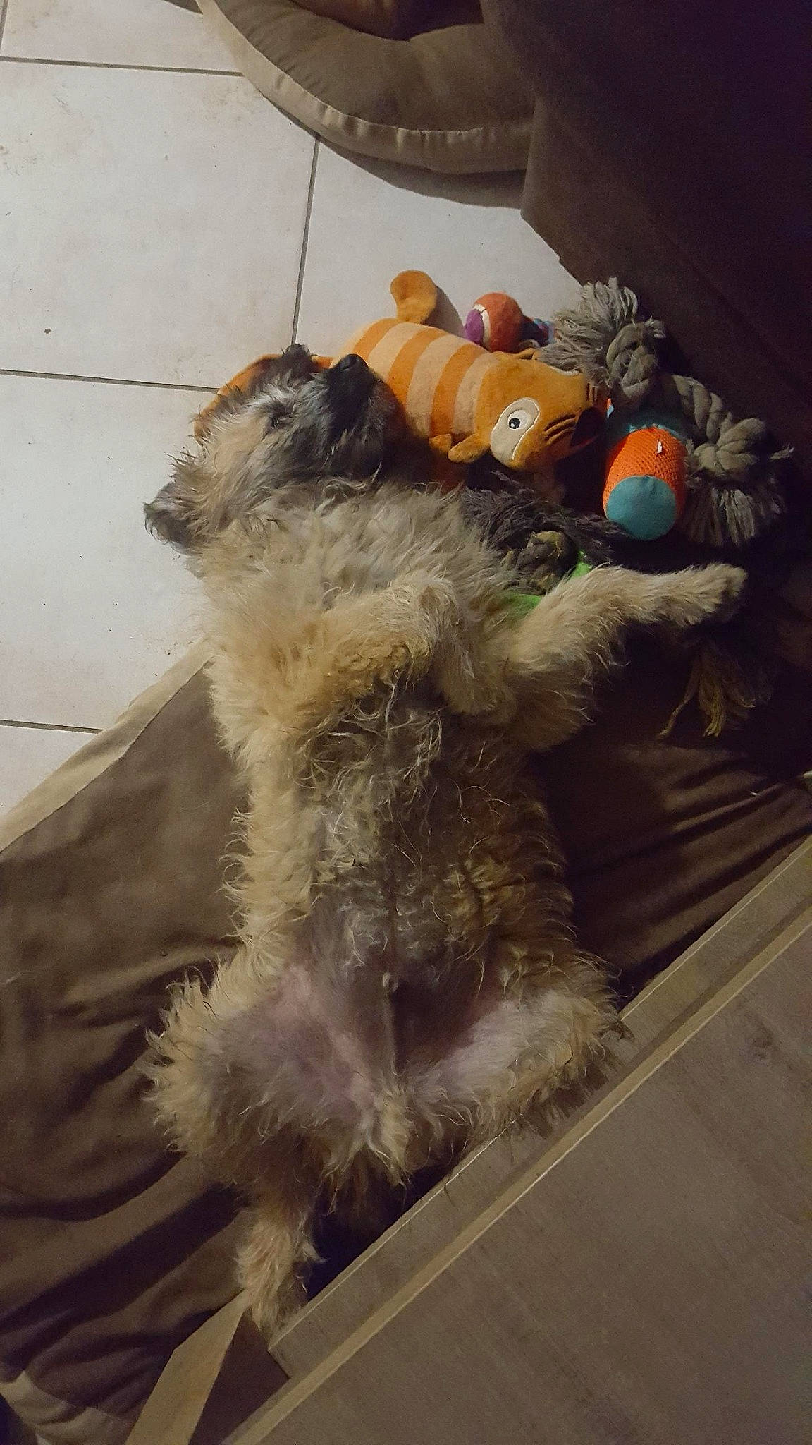 Pouf a rejoint le concours — aidez-le/la à gagner de superbes lots ! canidae, carnivore, dog, dog_breed, fox_terrier, fur, glen_of_imaal_terrier, irish_soft_coated_wheaten_terrier, schnoodle, sealyham_terrier, sporting_lucas_terrier, terrier, wire_hair_fox_terrier