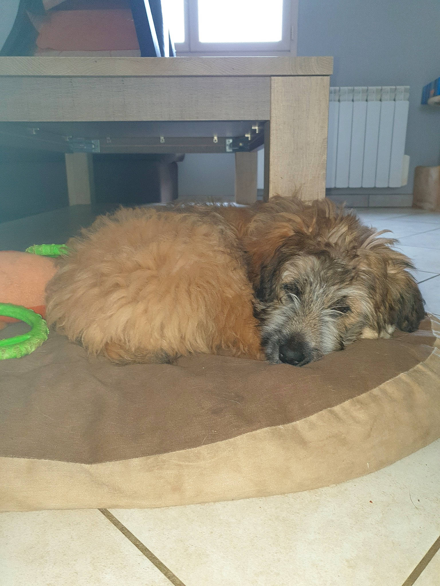 Pouf participe au concours pour gagner de l'argent avec cette photo : briard, cairn_terrier, canidae, carnivore, catalan_sheepdog, dog, dog_breed, dutch_smoushond, glen_of_imaal_terrier, irish_soft_coated_wheaten_terrier, irish_wolfhound, mammal, sapsali, schnoodle, small_terrier, sporting_group, sporting_lucas_terrier, terrier, tibetan_terrier, vertebrate