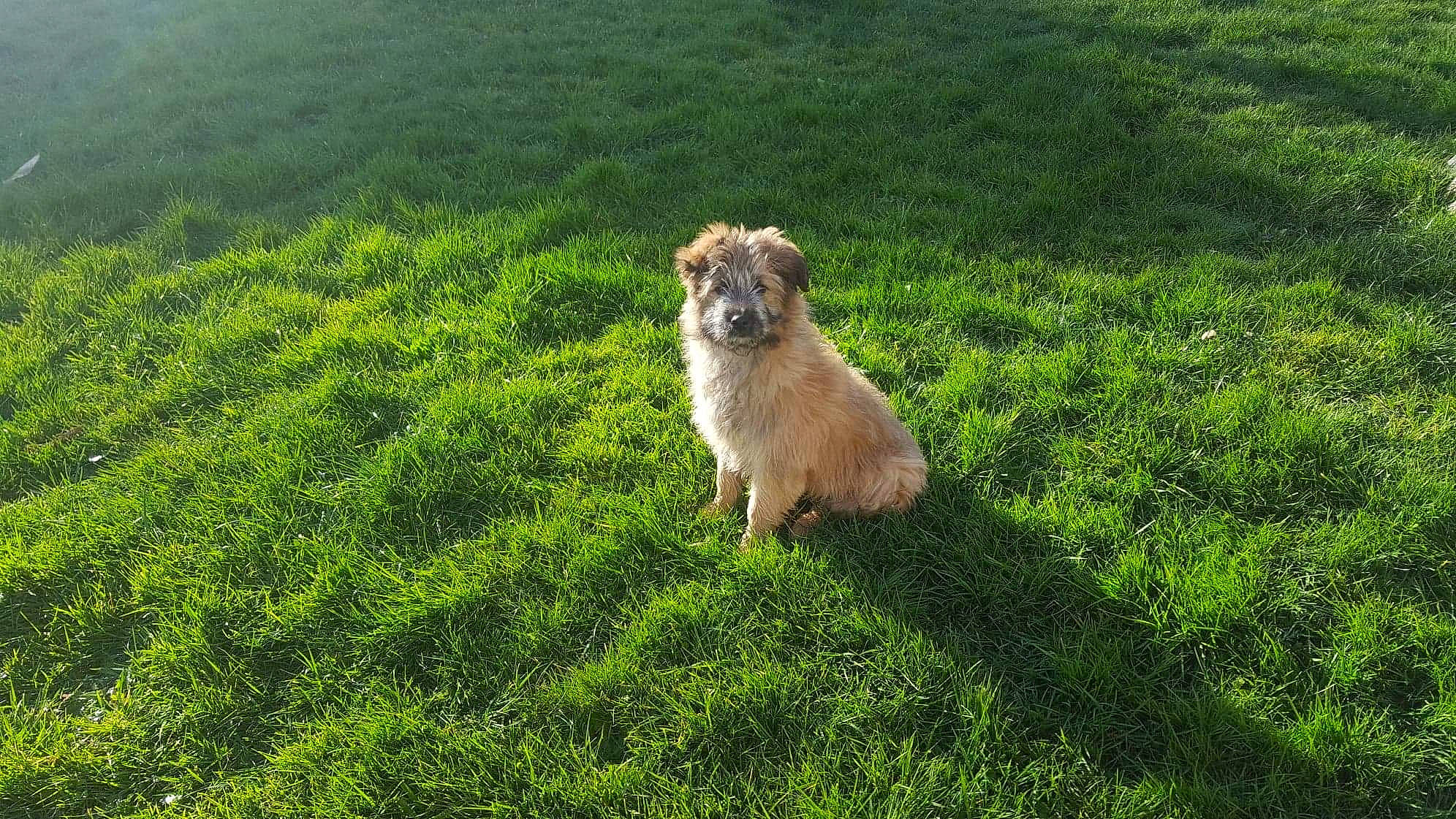 Pouf participe au concours pour gagner de l'argent avec cette photo : canidae, carnivore, dog, dog_breed, glen_of_imaal_terrier, grass, mammal, norfolk_terrier, plant, pyrenean_shepherd, sporting_group, vertebrate