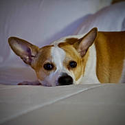Jesse Lee is registered to the contest to win money with this photo: animal, bed, brown, calm, canine, cozy, cute, dog, domestic, ears, face, fur, indoor, lying_down, pet, portrait, relaxed, resting, soft, white