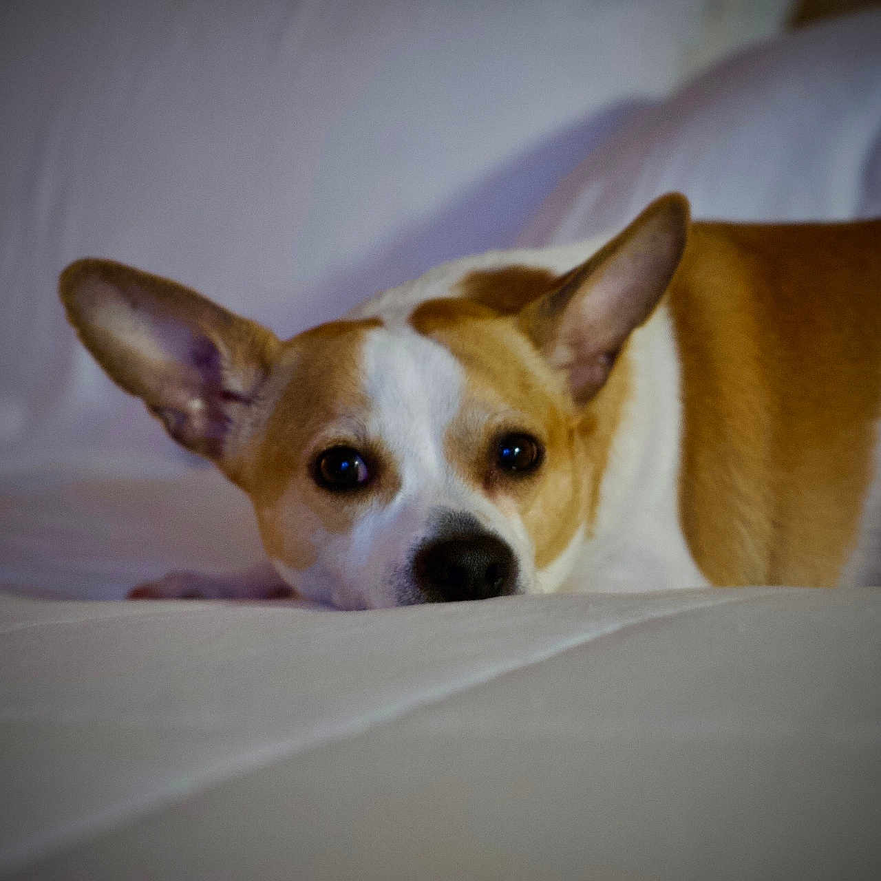 Jesse Lee is registered to the contest to win money with this photo: animal, bed, brown, calm, canine, cozy, cute, dog, domestic, ears, face, fur, indoor, lying_down, pet, portrait, relaxed, resting, soft, white