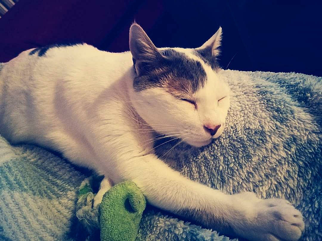 Rick a rejoint le concours — aidez-le/la à gagner de superbes lots ! aegean_cat, carnivore, cat, cloud, ear, eye, felidae, fur, kitten, meteorological_phenomenon, morning, mountain, nap, nose, sky, sleep, small_to_medium_sized_cats, tail, turkish_van, whiskers