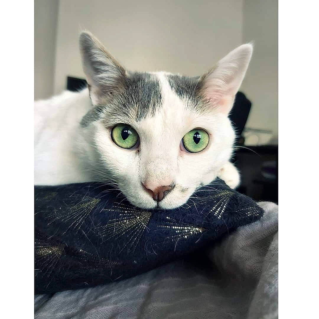 Rick participe au concours pour gagner de l'argent avec cette photo : aegean_cat, asian, carnivore, cat, domestic_short_haired_cat, ear, european_shorthair, eye, felidae, kitten, mammal, small_to_medium_sized_cats, snout, square, tabby_cat, whiskers