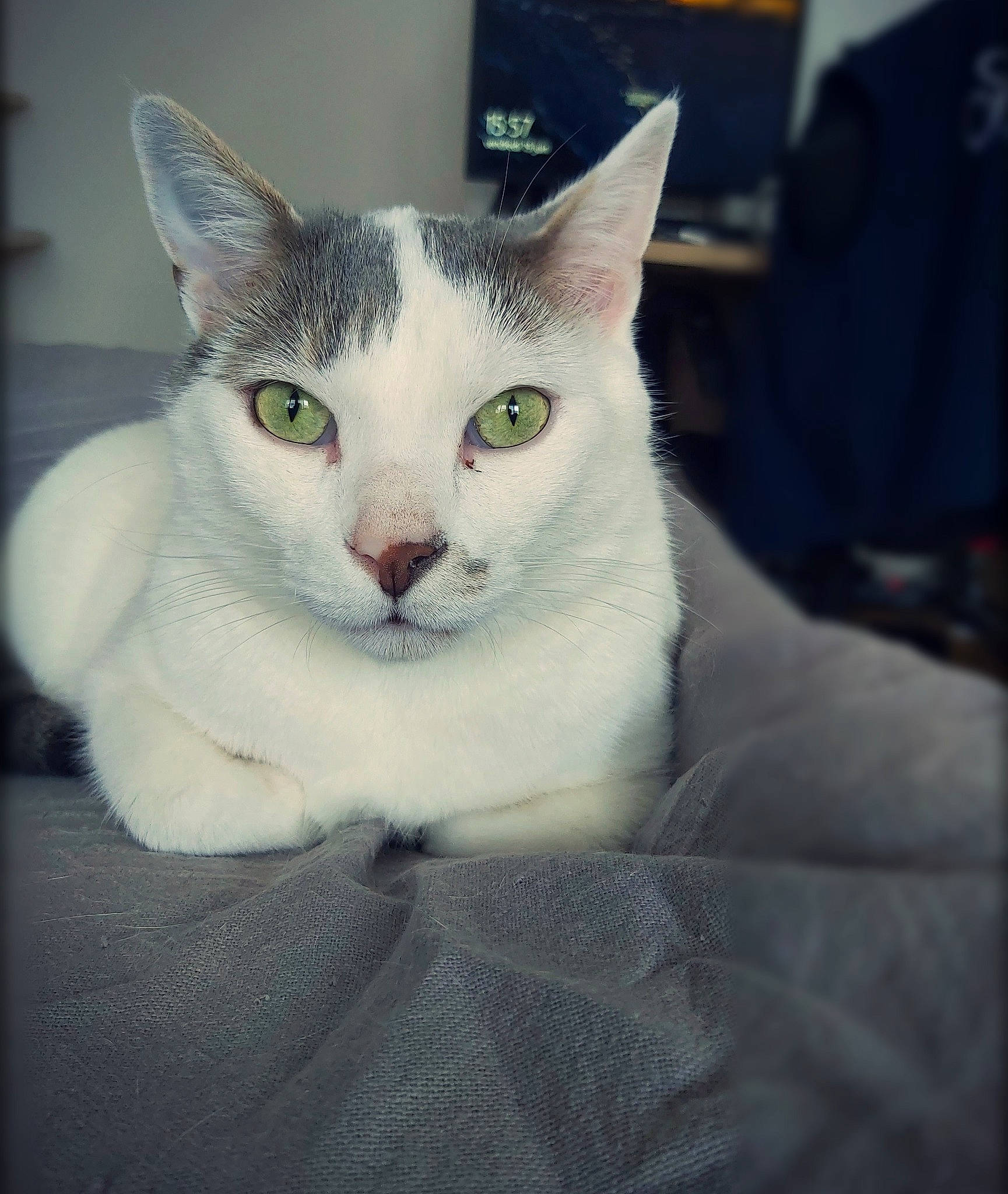 Rick participe au concours pour gagner de l'argent avec cette photo : aegean_cat, american_wirehair, asian, burmilla, carnivore, cat, domestic_short_haired_cat, ear, european_shorthair, eye, felidae, fur, khao_manee, mammal, small_to_medium_sized_cats, turkish_angora, turkish_van, vertebrate, whiskers