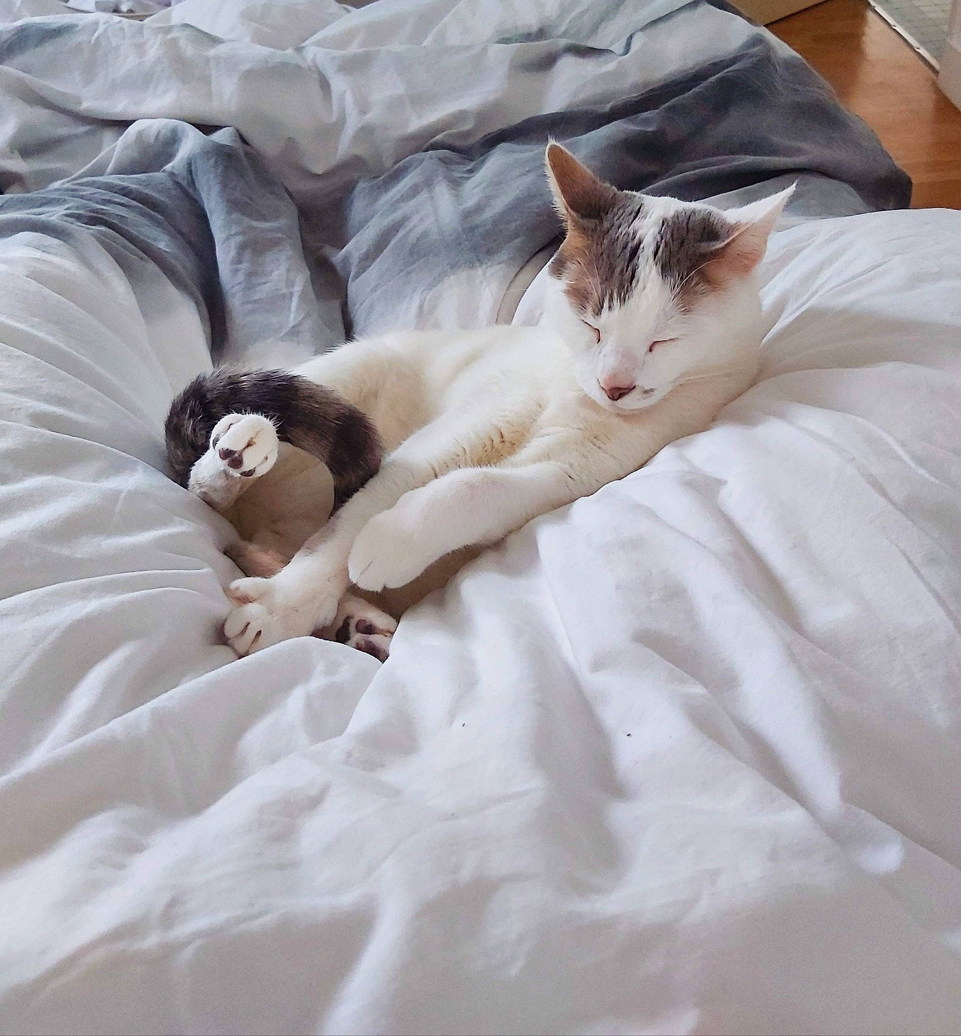 Rick participe au concours pour gagner de l'argent avec cette photo : aegean_cat, asian, bed, bed_sheet, carnivore, cat, comfort, felidae, fur, furniture, kitten, nap, singapura, small_to_medium_sized_cats, whiskers