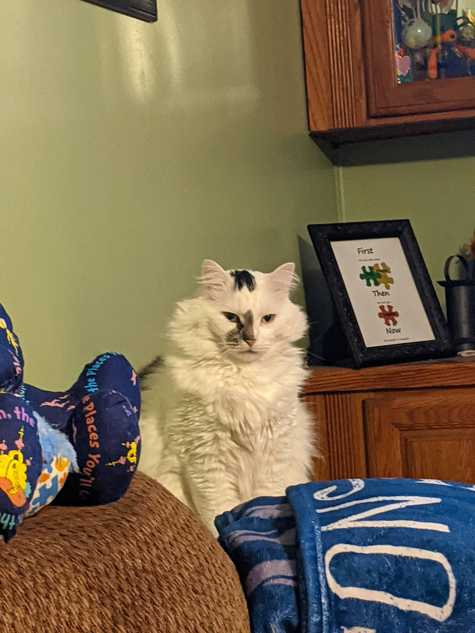 Oreo is registered to the contest to win money with this photo: bag, cabinetry, carnivore, cat, comfort, couch, drawer, felidae, flooring, fur, grey, hardwood, linens, luggage_and_bags, picture_frame, small_to_medium_sized_cats, tail, textile, whiskers, wood