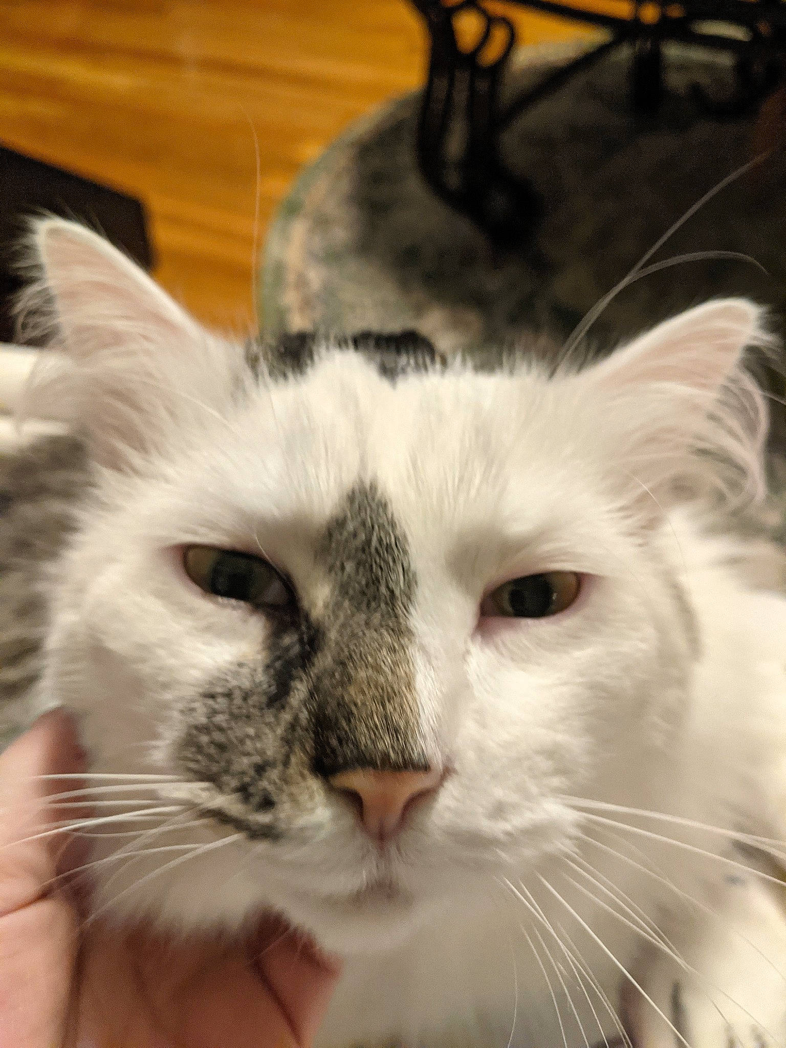 Oreo joined the competition — help win amazing prizes! carnivore, cat, domestic_short_haired_cat, eye, felidae, fur, head, paw, small_to_medium_sized_cats, snout, whiskers