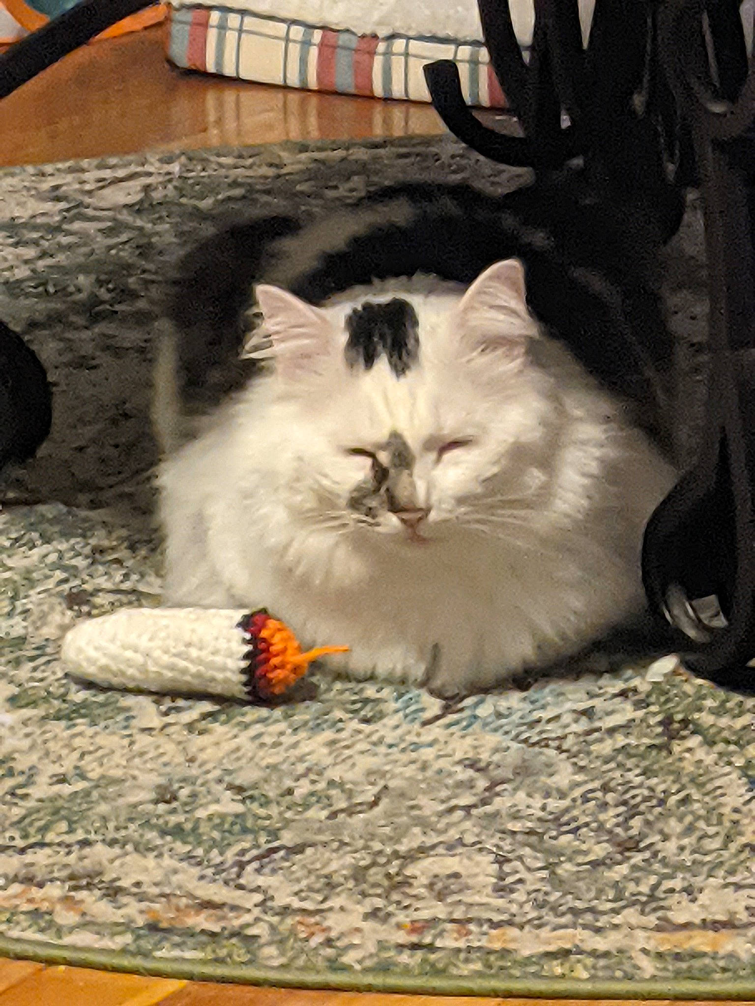 Oreo joined the competition — help win amazing prizes! carnivore, cat, claw, comfort, domestic_short_haired_cat, felidae, flooring, fur, grass, hardwood, paw, road_surface, sitting, small_to_medium_sized_cats, snout, tail, whiskers, wood