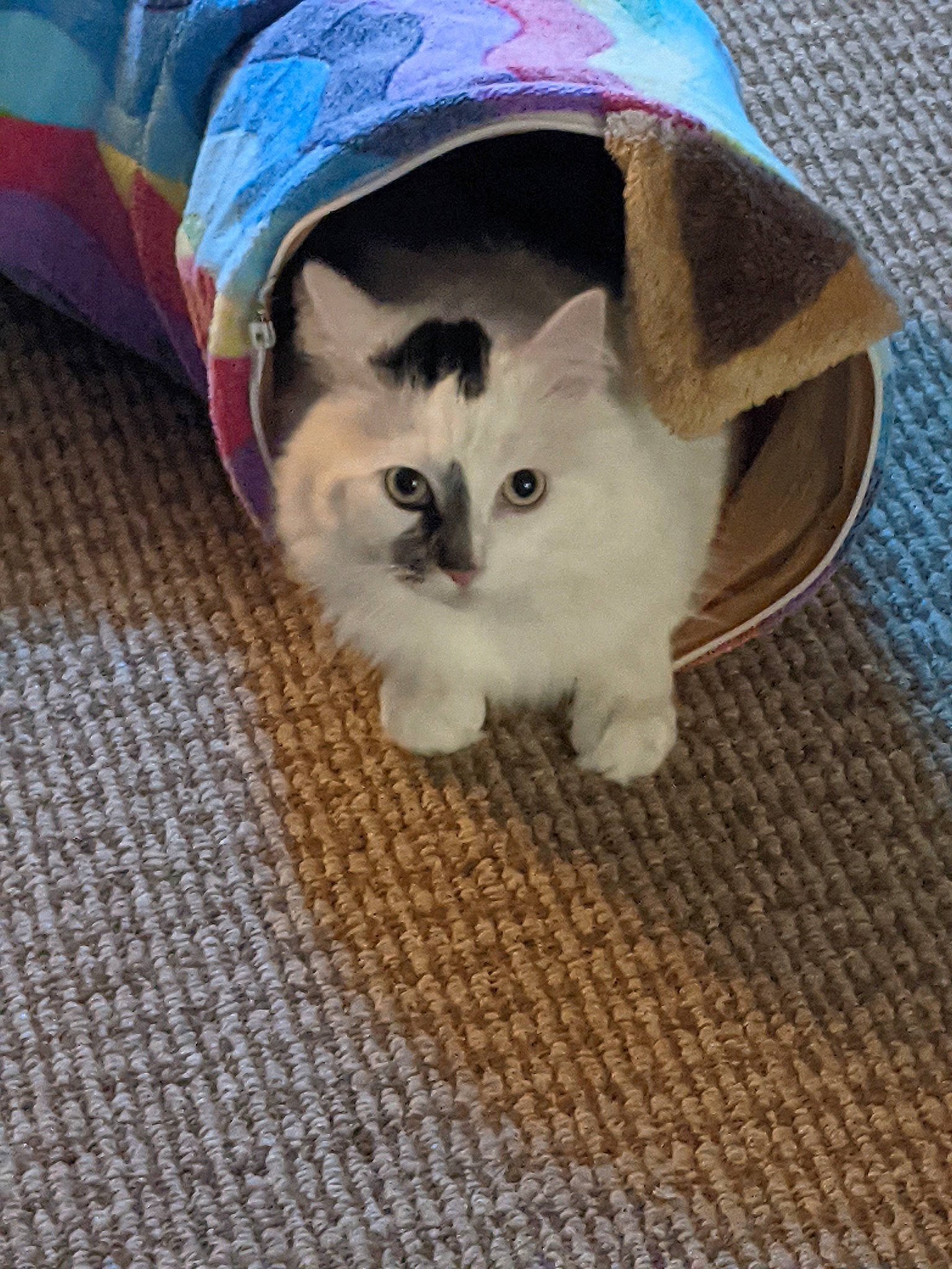 Oreo is registered to the contest to win money with this photo: carnivore, cat, comfort, domestic_short_haired_cat, fawn, felidae, flooring, fur, hardwood, pattern, paw, small_to_medium_sized_cats, snout, tail, terrestrial_animal, whiskers, wood, woven_fabric