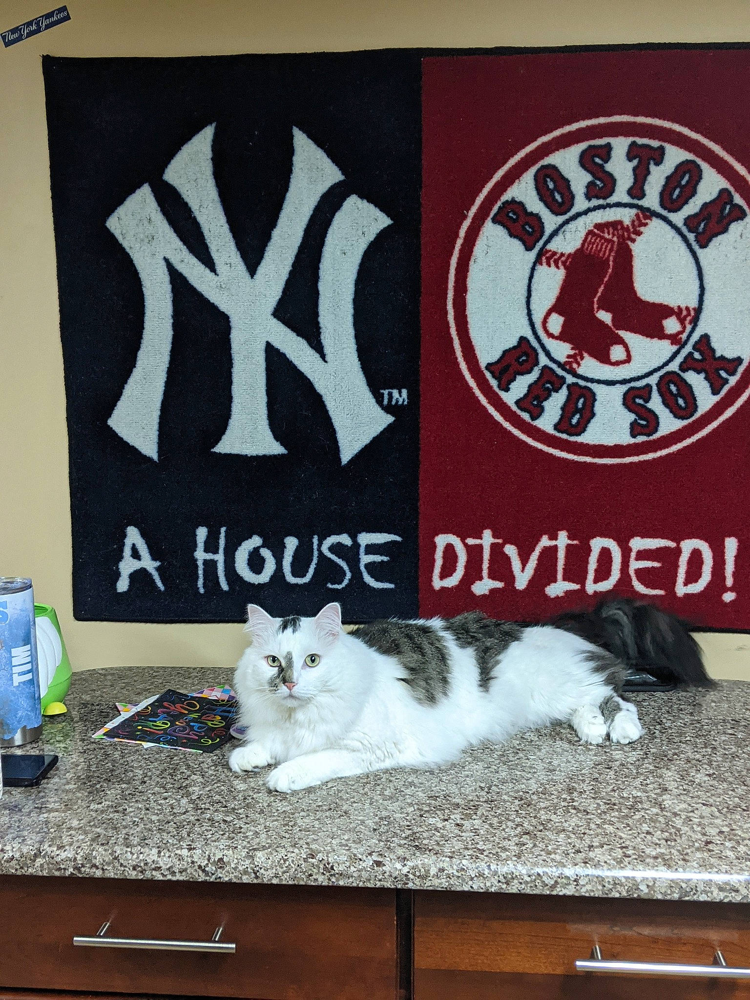 Oreo is registered to the contest to win money with this photo: advertising, art, carmine, carnivore, cat, domestic_short_haired_cat, felidae, font, fur, graphics, logo, paw, photo_caption, poster, rectangle, small_to_medium_sized_cats, tail, visual_arts, water_bottle, whiskers