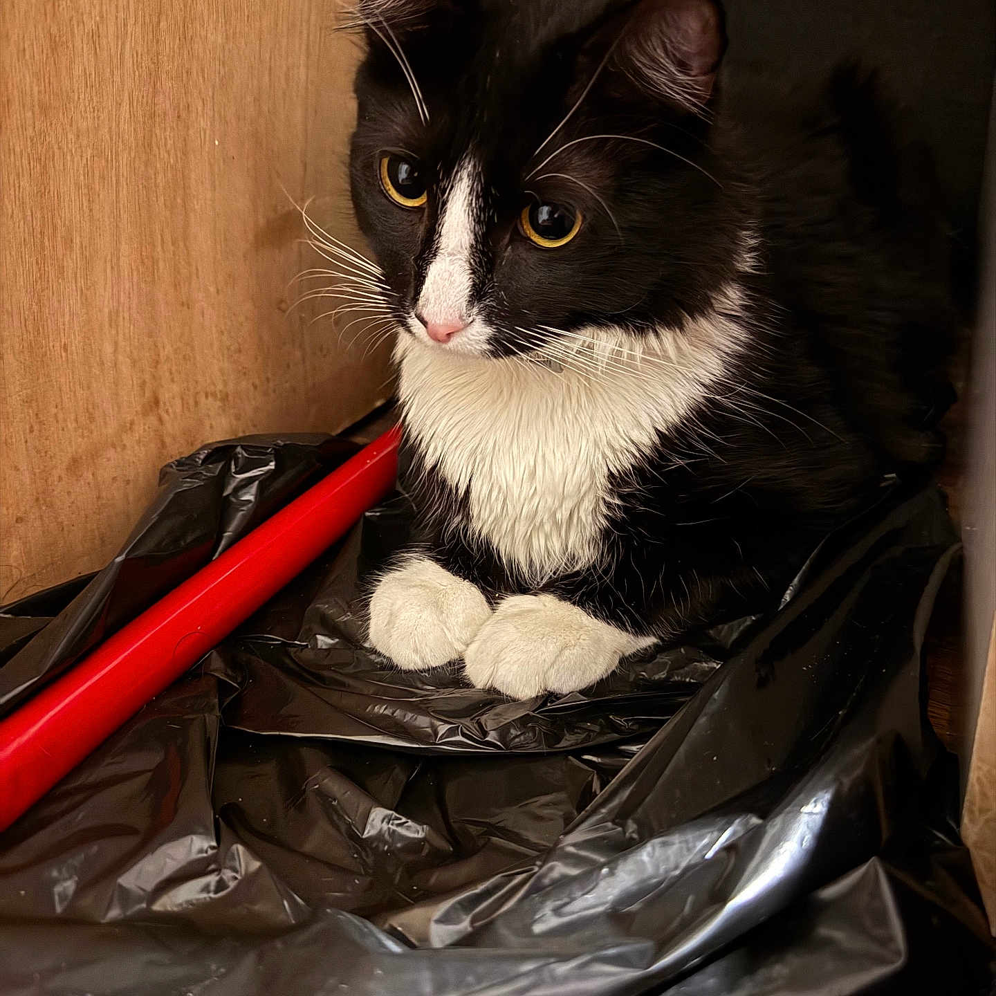 Chico joined the competition — help win amazing prizes! abyssinian, accessories, animal, bag, baseball, baseballbat, blackcat, cat, garbage, handbag, hardwood, kitten, manx, pet, plastic, plasticbag, purse, sport, trash, wood