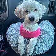 Oakley joined the competition — help win amazing prizes! dog, white_dog, pink_harness, fluffy, pet, car_interior, cushion, soft, cute, animal, companion, seat, leash, looking_at_camera, indoor, front_view, small_dog, domestic_animal, fur, resting