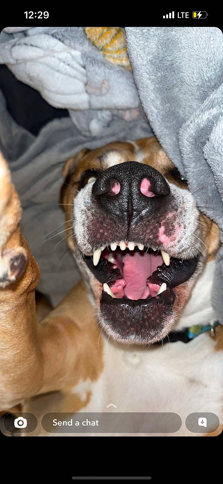 Danny is registered to the contest to win money with this photo: canidae, carnivore, collar, companion_dog, dog, dog_breed, dog_collar, eye, fang, fawn, jaw, paw, plant, pug, snout, sporting_group, tongue, whiskers, working_animal, wrinkle