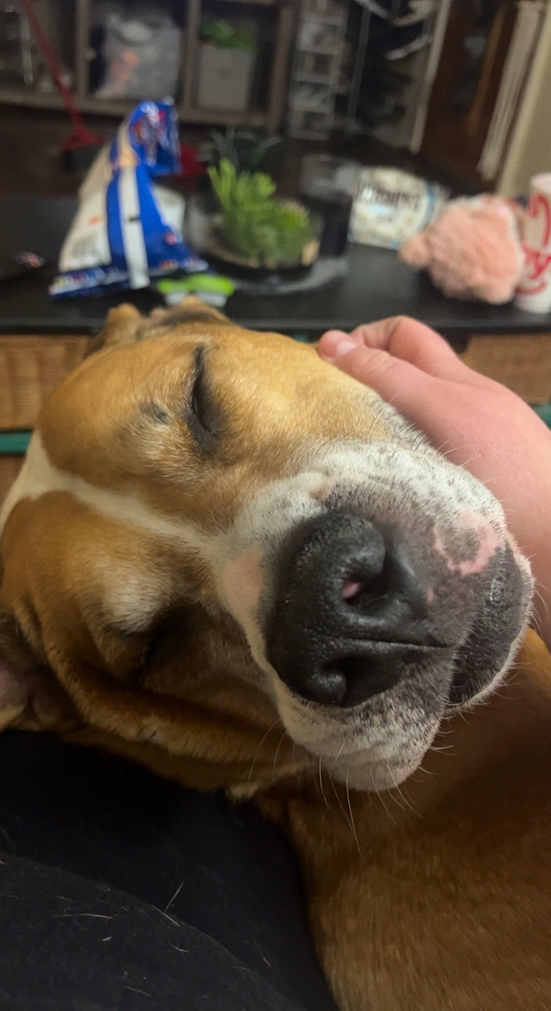 Danny joined the competition — help win amazing prizes! canidae, carnivore, collar, companion_dog, dog, dog_breed, ear, fawn, fur, giant_dog_breed, guard_dog, houseplant, molosser, paw, snout, sporting_group, whiskers, working_animal, working_dog, wrinkle