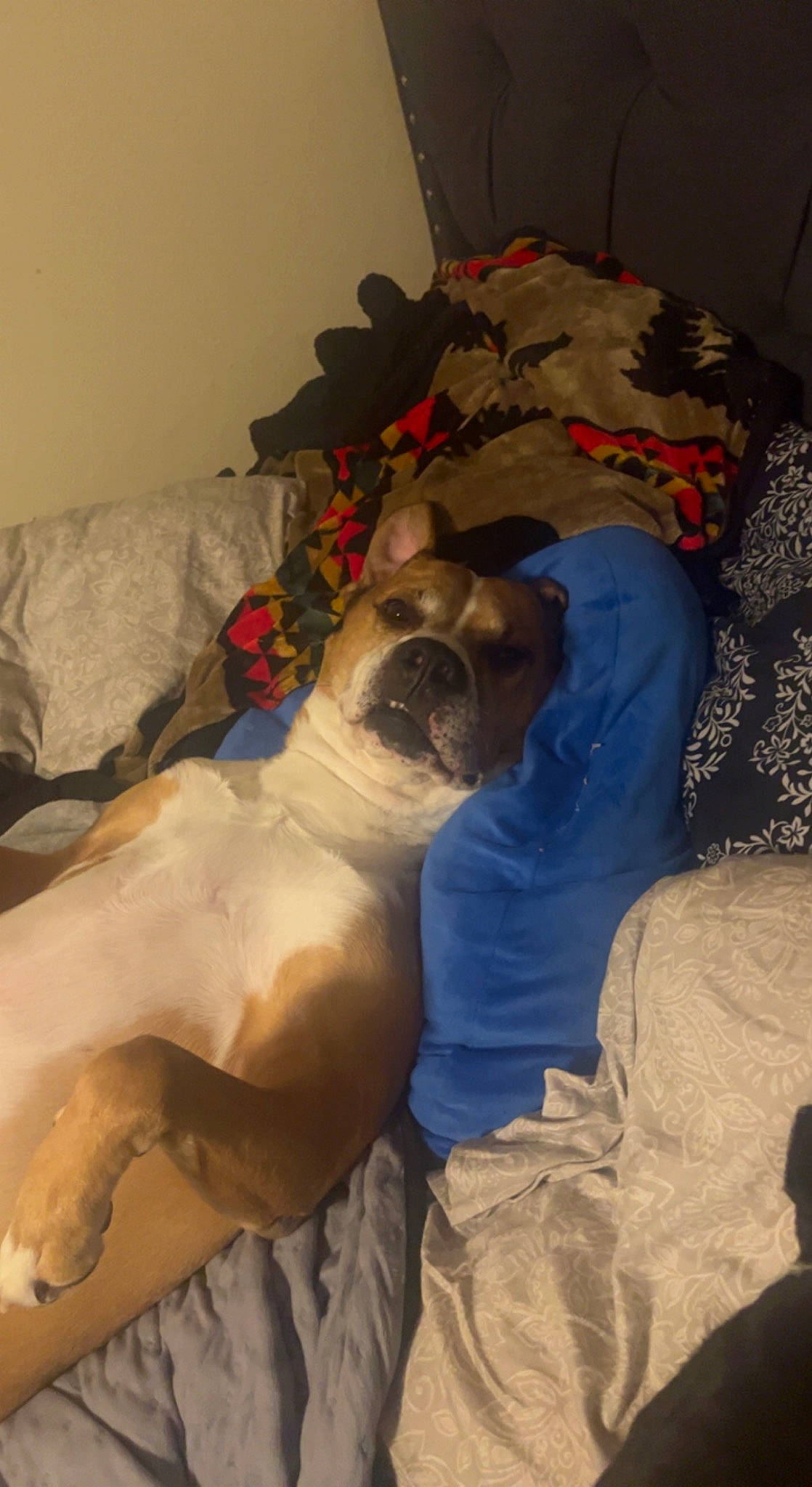 Danny is registered to the contest to win money with this photo: bedtime, canidae, carnivore, comfort, companion_dog, couch, dog, dog_breed, dog_supply, fawn, fur, hat, linens, nap, non_sporting_group, room, sleep, sporting_group, tree, working_animal