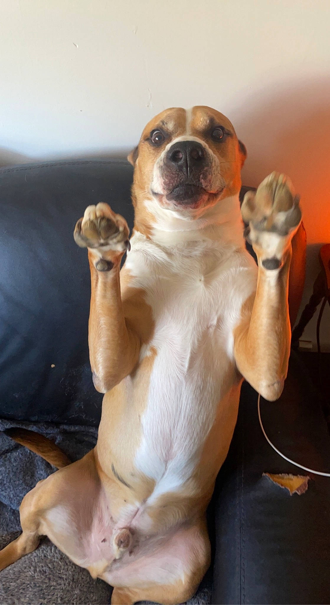 Danny joined the competition — help win amazing prizes! canidae, carnivore, chair, comfort, companion_dog, dog, dog_breed, fawn, fur, gesture, paw, snout, sporting_group, tail, terrestrial_animal, working_animal