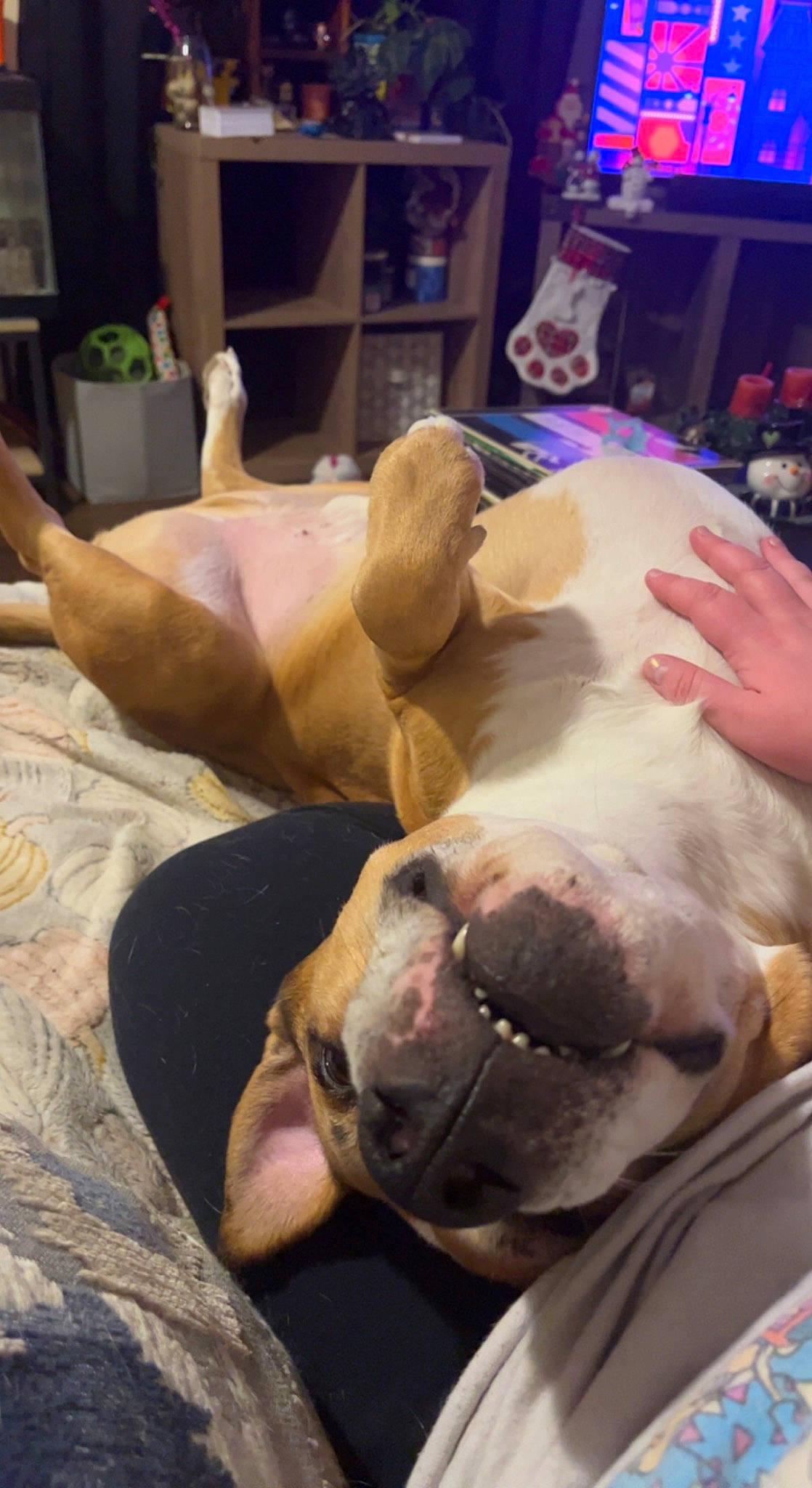 Danny is registered to the contest to win money with this photo: dairy_cow, dog_breed, domestic_pig, event, fawn, flesh, foot, fur, houseplant, human_body, human_leg, jaw, livestock, metal, picture_frame, snout, suidae, terrestrial_animal, working_animal, wrinkle