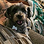 Piru joined the competition — help win amazing prizes! animal, blanket, canine, closeup, comfort, companion, couch, cozy, dog, domestic, fur, happy, indoor, living_room, pet, relaxing, resting, smiling, tattoo, tongue_out