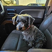 Piru joined the competition — help win amazing prizes! animal, car, collar, companion, dog, interior, leather_seat, looking, outdoor_view, pet, portrait, roadside, seat, side_mirror, sitting, sunlight, transport, trees, vehicle, window