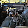 animal, car, collar, companion, dog, interior, leather_seat, looking, outdoor_view, pet, portrait, roadside, seat, side_mirror, sitting, sunlight, transport, trees, vehicle, window