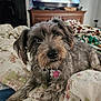 animal, bed, blanket, canine, closeup, collar, cozy, curious, dog, domestic, fur, furniture, indoor, living_room, name_tag, pet, quilt, resting, television, wooden_dresser