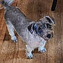 Piru is registered to the contest to win money with this photo: alert, animal, canine, companion, curious_look, cute, dog, domestic, fluffy_fur, friendly, fur_texture, gray_fur, house, indoor, pet, small_dog, standing, tail_wagging, white_fur, wooden_floor