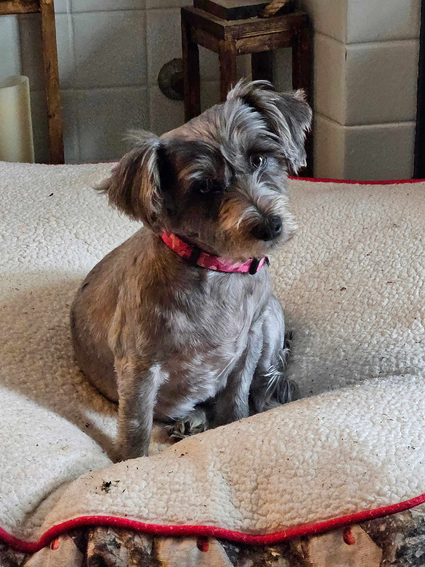 Piru joined the competition — help win amazing prizes! animal, bed, blanket, collar, companion, cozy, curious, cute, dog, domestic, fur, furniture, home, indoor, pet, portrait, sitting, small_dog, tile_wall, wood