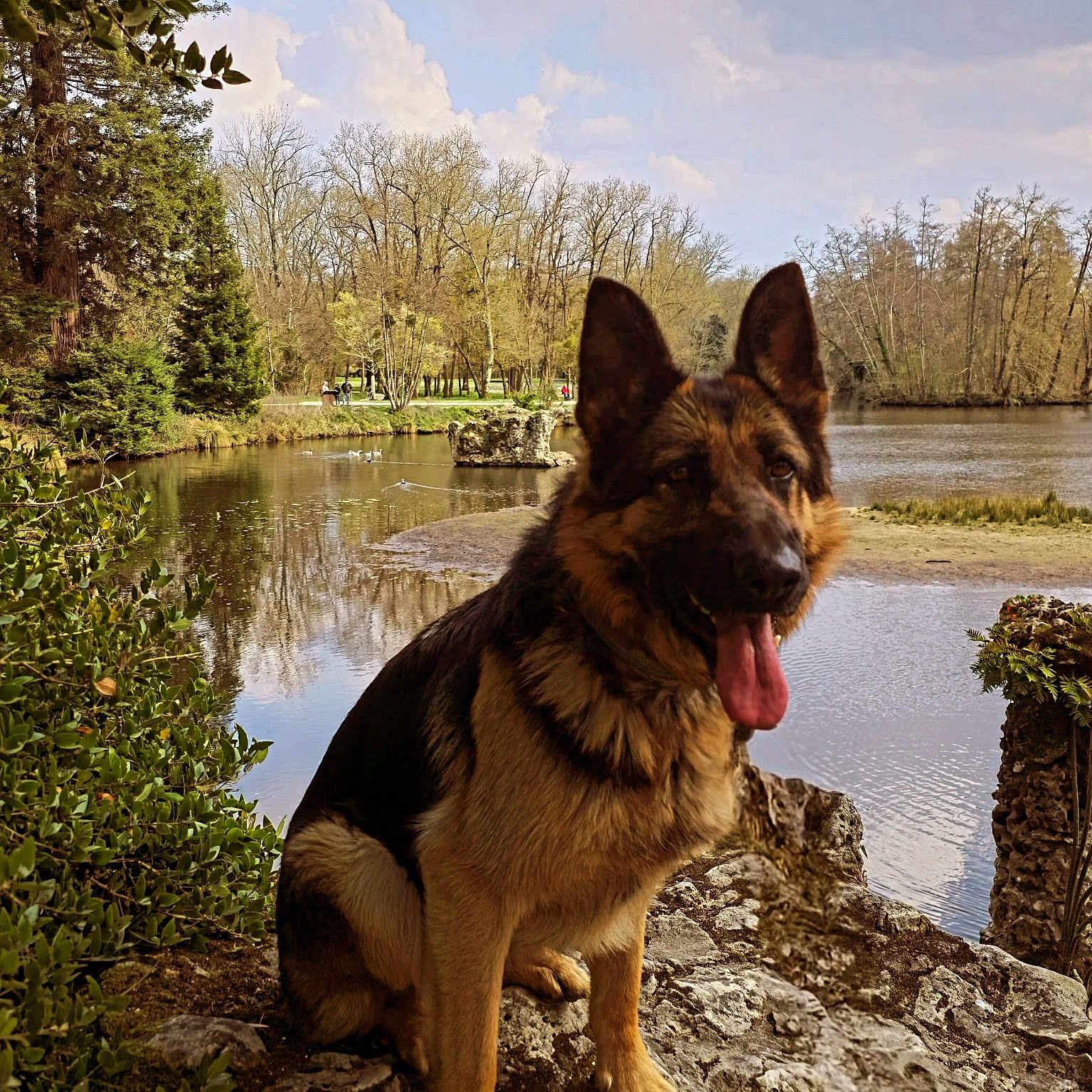 Fera participe au concours pour gagner de l'argent avec cette photo : animal, canine, clouds, daytime, dog, german_shepherd, greenery, lake, nature, outdoor, park, pet, rock, scenic, sitting, sky, tongue_out, trees, water, wildlife
