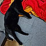 Baguerra participe au concours pour gagner de l'argent avec cette photo : animal, black_cat, blanket, cat, couch, cozy, domestic_cat, feline, furniture, home, indoor, lazy, pet, red_blanket, relaxing, resting, sleeping, soft_texture, tile_floor, yellow_blanket