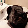 animal, bathroom, black_cat, cat, clean, cute, domestic_animal, ears, eyes, feline, fur, household, indoor, mouthwash, pet, relaxed, resting, sink, toothbrush, whiskers