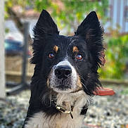 Ralf a rejoint le concours — aidez-le/la à gagner de superbes lots ! dog, border_collie, pet, animal, close_up, portrait, outdoor, ears, fur, collar, gravel, nature, greenery, house, curious, loyal, face, eyes, focus, background_blur
